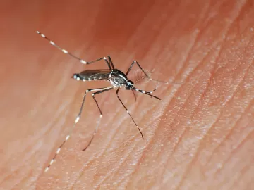 'Colocar outro vírus em mim?': medo de vacina da dengue é herdado da covid