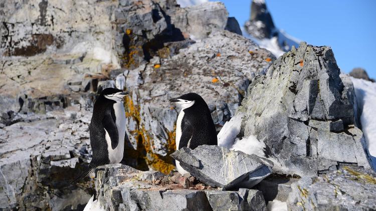 Pinguim-de-barbicha (Pygoscelis antarcticus) acumula 11 horas de sono por dia