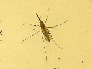 Pesquisa inovadora prevê risco de malária aumentar com a crise climática