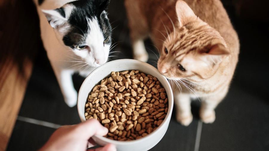 Tem algum jeito de evitar alergia a gato? Pesquisas tentaram descobrir - Getty Images