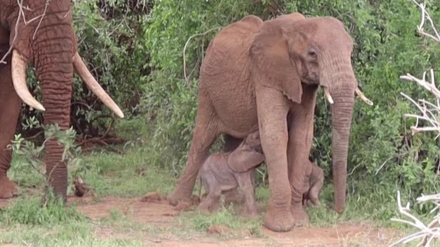 Só 1% dos nascimentos de elefantes são de gêmeos - AFP