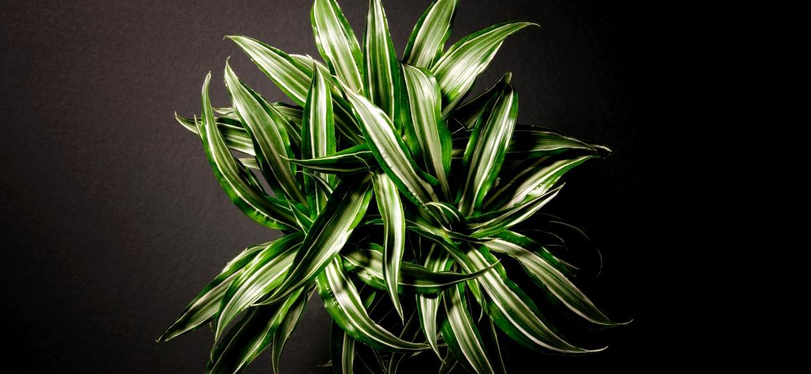 Dracaena Fragrans, ou dracena-pau-d"água, é uma planta resistente e fácil de cuidar - Getty Images/iStockphoto