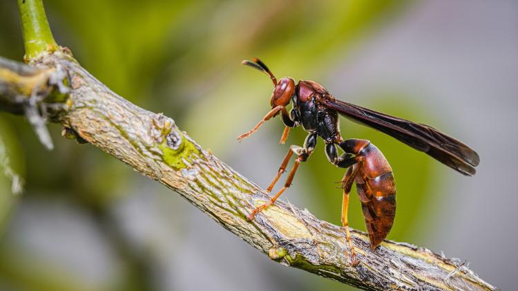 Marimbondo-caboclo (Polistes canadensis), é uma das espécies mais comuns no Brasil. - Carlos Eduardo Joos/Getty Images - Carlos Eduardo Joos/Getty Images