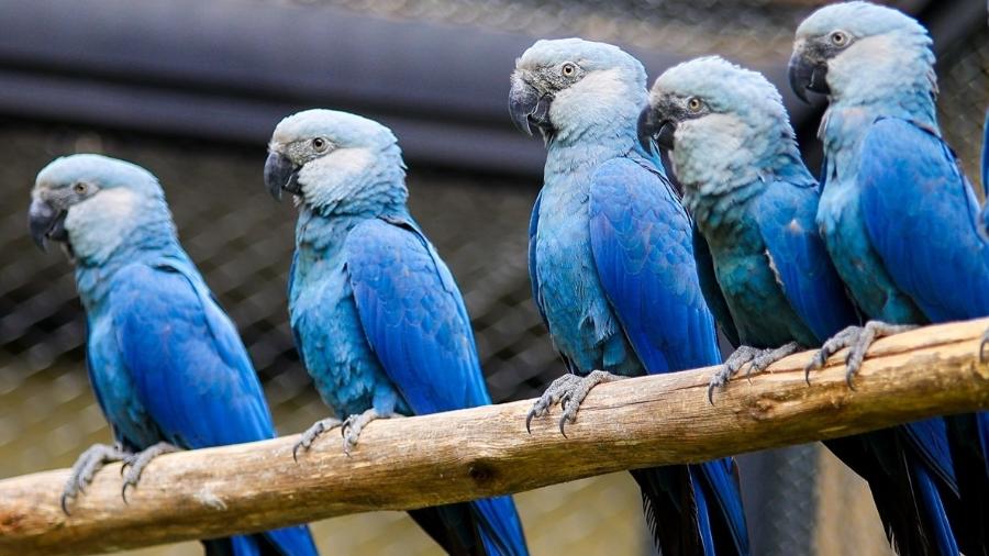 Ararinhas-azuis em um recinto especialmente construído no Zoológico de São Paulo