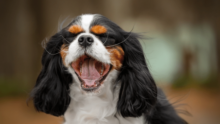 O cavalier é meigo, afetuoso e adora estar por perto O cavalier é meigo, afetuoso e adora estar por perto