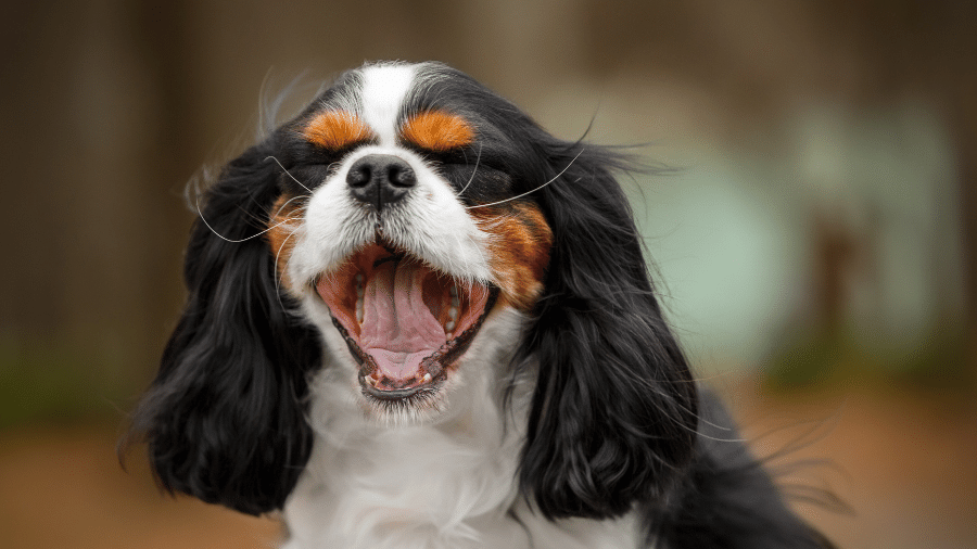 Cão da raça Cavalier King Charles Spaniel Cão da raça Cavalier King Charles Spaniel
