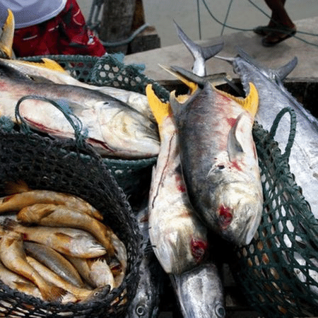 Relacionada com uma toxina encontrada em peixes e crustáceos, a doença de Haff é rara, mas tem causado alguns surtos no Brasil nos últimos cinco anos - Getty Images
