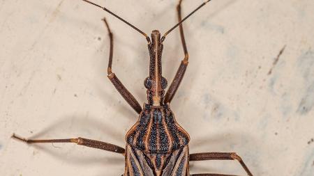 Barbeiro - iStock - iStock