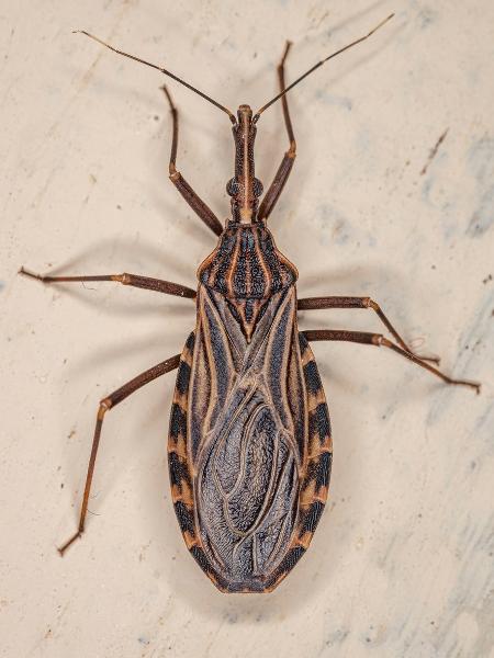 A doença de Chagas é provocada pelo protozoário Trypanosoma cruzi, que usa o inseto barbeiro como hospedeiro - iStock