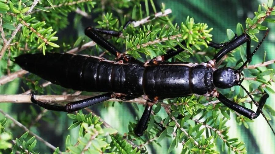Fêmea da lagosta-de-árvore: espécie foi redescoberta em 2001