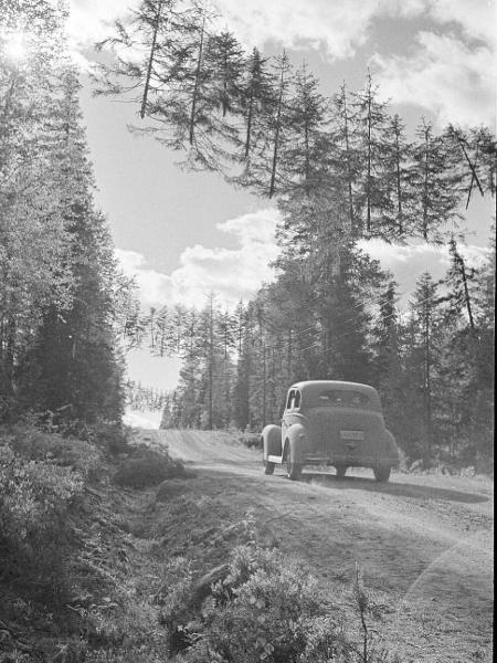 Estrada camuflada com pinheiros pendurados na Finlândia, durante a Segunda Guerra Mundial