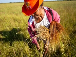 Pasto e soja pressionam no Jalapão, onde brilha capim-dourado