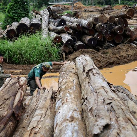 Fiscais do Ibama inspecionam troncos de árvores em operação contra o desmatamento em Rondônia Fiscais do Ibama inspecionam troncos de árvores em operação contra o desmatamento em Rondônia