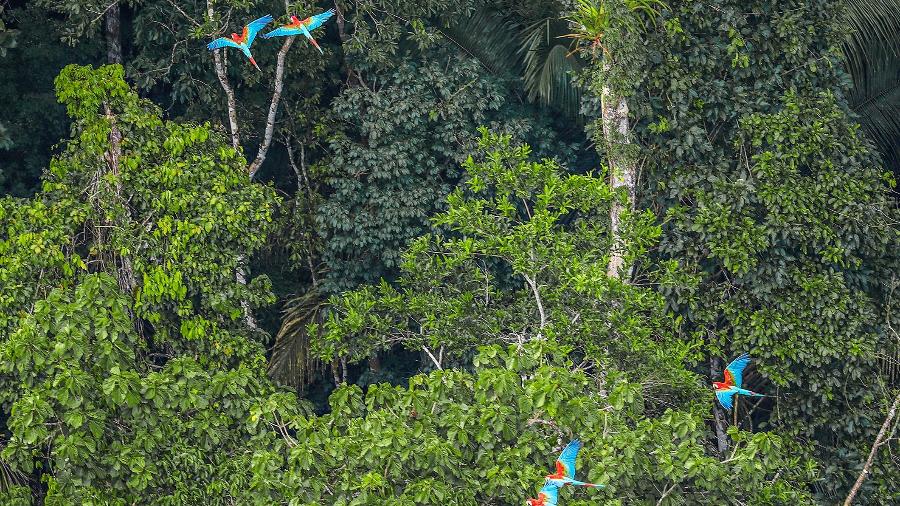 Trecho da floresta amazônica no Acre - RICARDO STUCKERT/Getty Images/iStockphoto