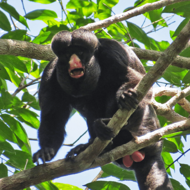 O menor macaco do mundo vive na Amazônia
