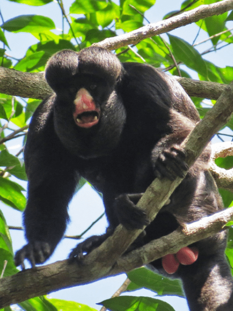 Macaco-aranha resgatado após ser atropelado em Alta Floresta precisa de  transferência - Nativa News