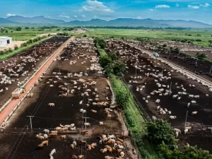 Carrefour: pecuária devolve na mesma moeda e se protege de ataque francês