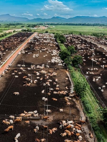 Fazenda Umuarama, de pecuária de ponta, em Canaã dos Carajás (PA)