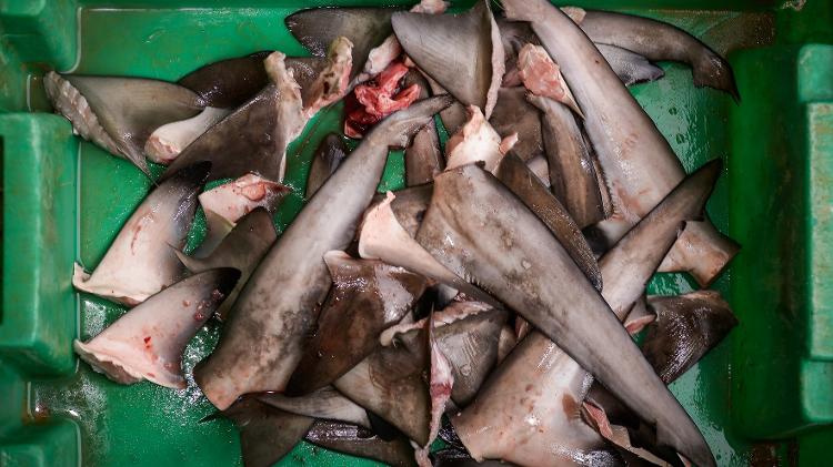 Barbatanas de tubarão são usadas na culinária com o intuito de aumentar o desejo sexual de quem as consome  - Getty Images - Getty Images