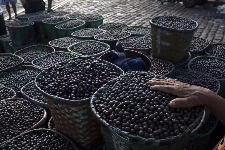 Açaí à venda no mercado Ver-o-Peso, em Belém: manejo da fruta que úm dos símbolos da Amazônia e tem mercado no mundo inteiro pode gerar lucros de U$300 a U$700 por hectare ao ano