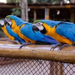 Habitat quase natural