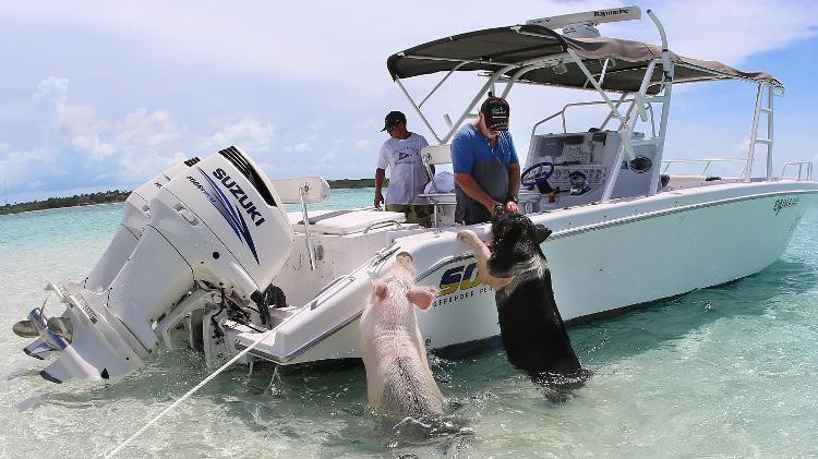 Os bichinhos são extremamente amigáveis com os turistas que visitam a praia - Divulgação/Turismo das Bahamas - Divulgação/Turismo das Bahamas