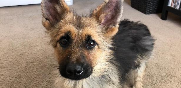 Pastor Alemao Com Nanismo Faz Sucesso Na Web Com Sua Fofura Conheca Ranger