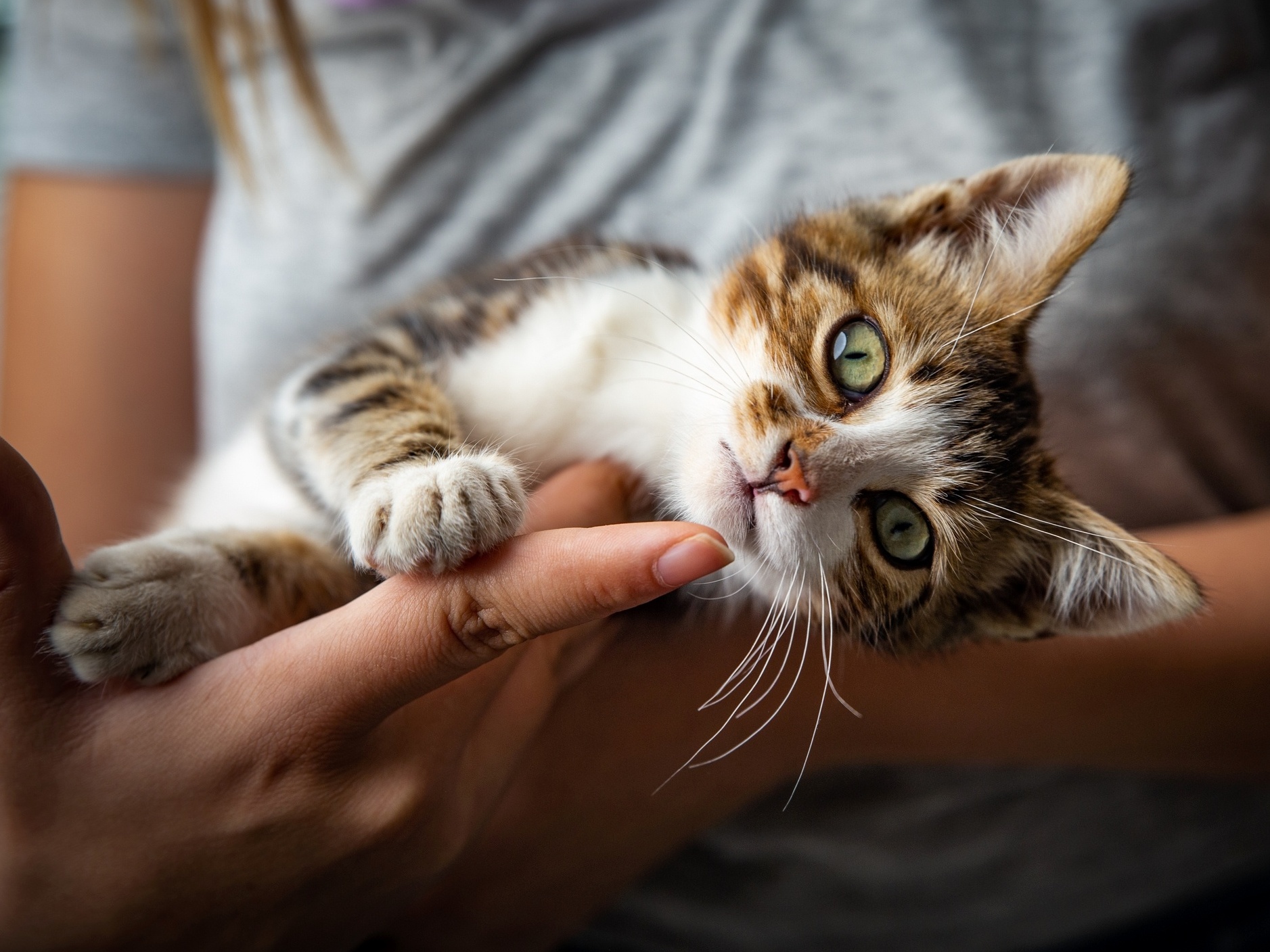 Como educar um gato desde filhote?