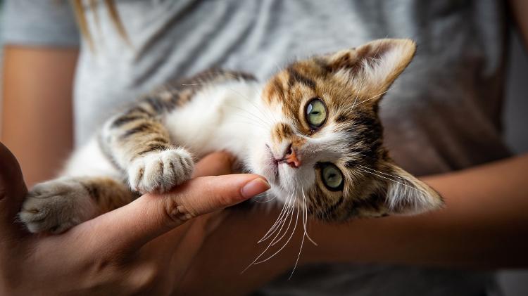 Os gatos piscam lentamente quando estão relaxados