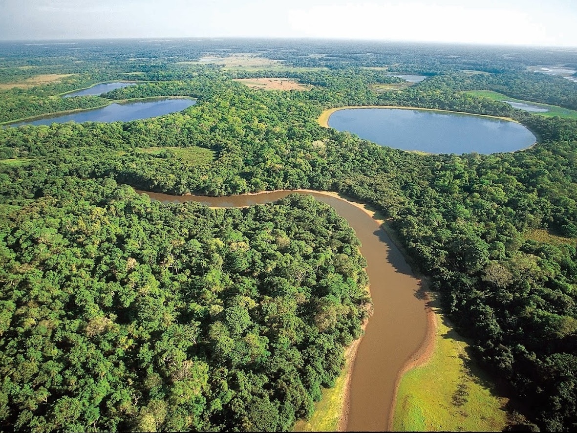 Pantaneirissimo: Maior ninhal do Pantanal tem quase um quilômetro de  extensão