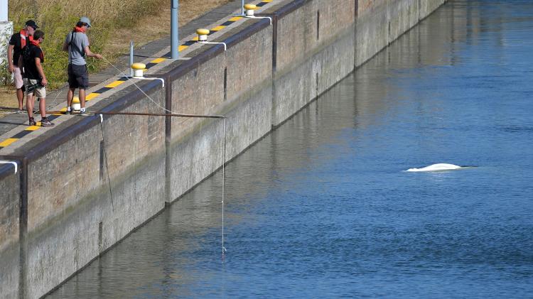 Membros da ONG Sea Shepherd France monitoravam a beluga às margens do Sena 