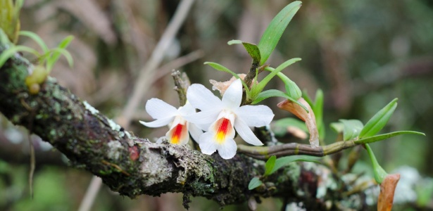 Dendrobium christyanum floresce com vigor apoiada sobre um galho de árvore - Getty Images