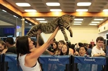 Criadora apresenta seu gigante da raça Maine Coon - Divulgação / Silvia Pratta