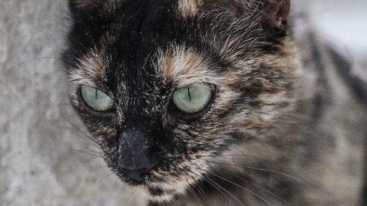 Sexta-feira 13 é dia de alerta para os protetores de animais - Carine Wallauer/UOL - Carine Wallauer/UOL