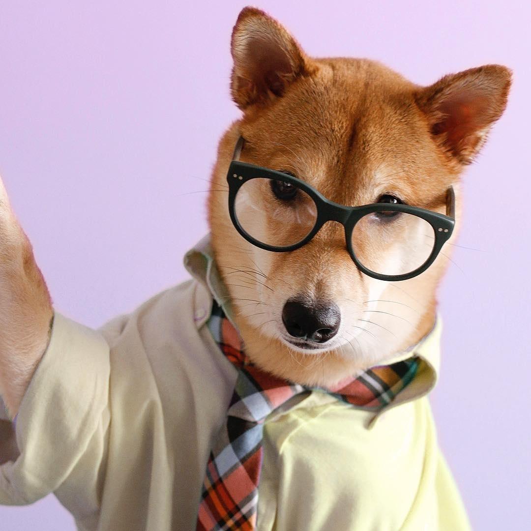 Bodhi, o Menswear Dog - Reprodução/Instagram