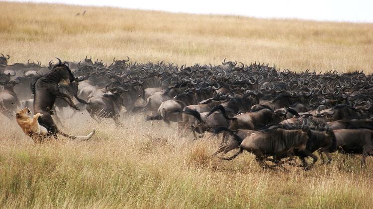 Leão e gnu travam luta pela vida no Maasai Mara - Divulgação/ GreatPlainsConservation - Divulgação/ GreatPlainsConservation