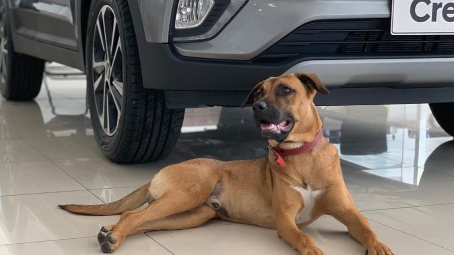 Cão da concessionária Prime Serra da Hyundai no ES - Instagram