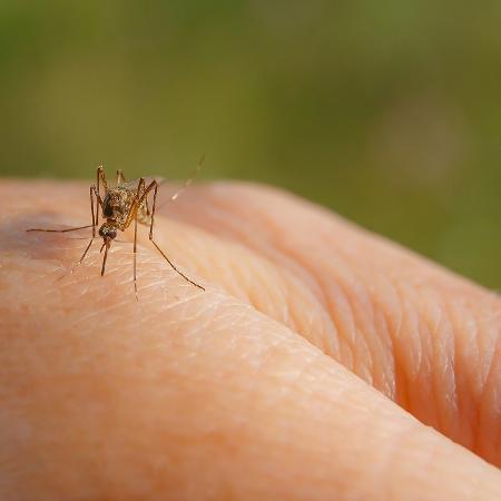 Dengue é transmitida pelo mosquito Aedes Aegypti - iStock