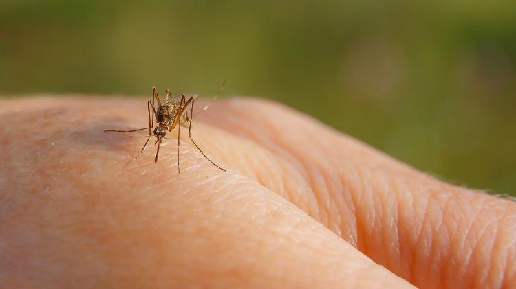febre amarela - iStock - iStock