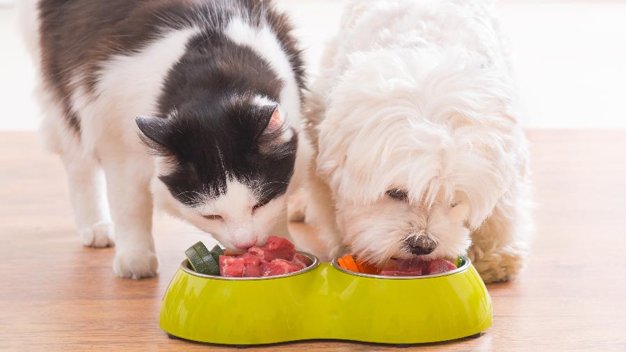 É essencial compreender que cães e gatos têm necessidades nutricionais distintas É essencial compreender que cães e gatos têm necessidades nutricionais distintas