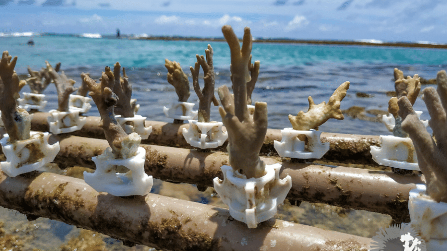 Corais crescem em berçário de impressora 3D instalado em Porto de Galinhas (PE) - Reprodução