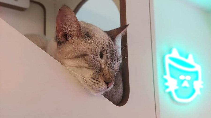 Um dos gatinhos do Gatcha, cat café em São Paulo - Reprodução/Instagram