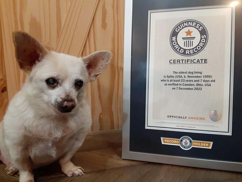Chihuahua dos EUA de 23 anos bate recorde e é cão mais velho do mundo