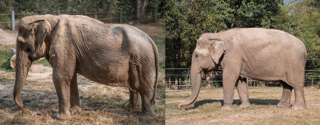 O elefante é melhor que o cavalo? conheça Chaturanga, o pai do