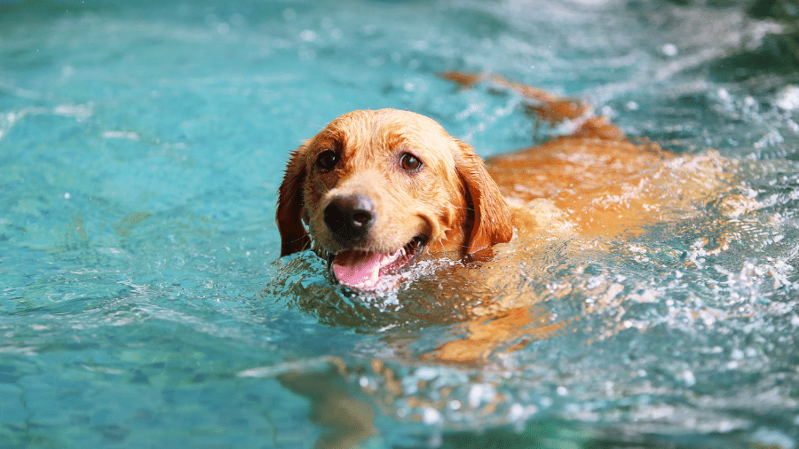 O Labrador é um exímio nadador entre os caninos O Labrador é um exímio nadador entre os caninos