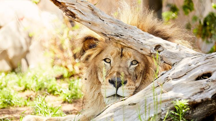 San Diego Zoo - Amanda Friedman