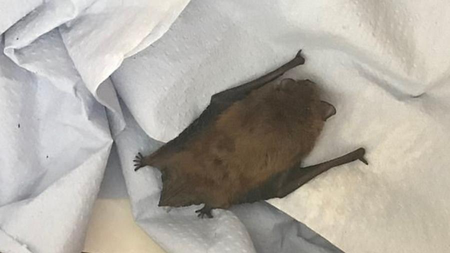 Morcego é encontrado em carro após viagem entre França e Inglaterra - Divulgação