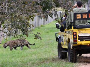 Safári de observação na fazenda Caiman - Mario Nelson Cleto - Mario Nelson Cleto