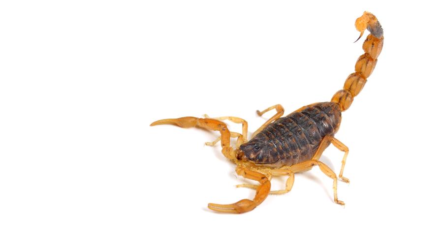 Escorpião te causa que sensação? - Getty Images/iStockphoto