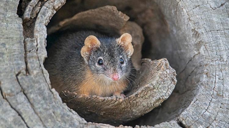 Antechinus